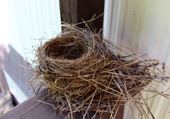 rsz_robin_nest