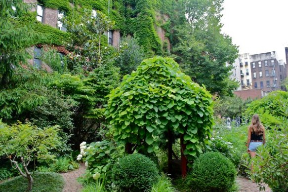 6BC Garden in all its glory