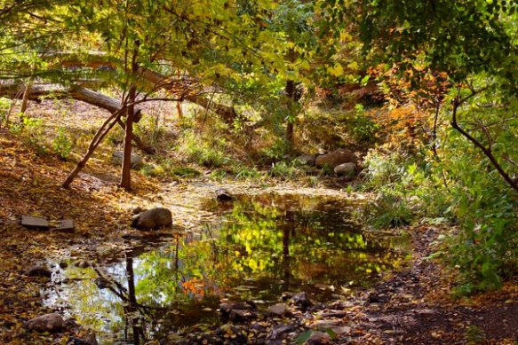 turtle pond in el jardin del paraiso