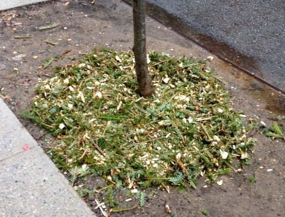 this year I was careful to not put too much fresh mulch around the bark like my friend Virginia advised. 