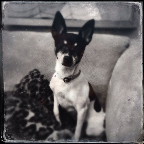 Millie photographed with the Hipstamatic app using the Tinto 1884 lens and the D-Type Plate "film"