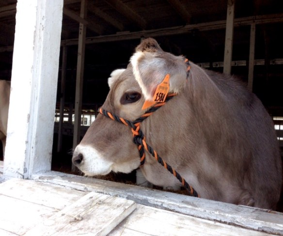 A pretty Brown Swiss cow