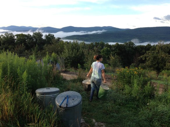 Morning farm chores, feeding the pigs