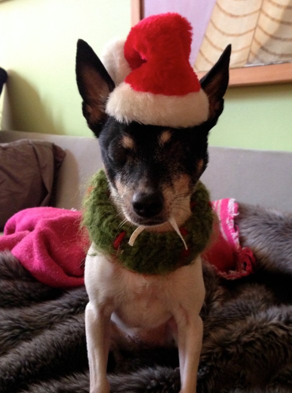 A toy fox terrier in a Santa hat - Millie
