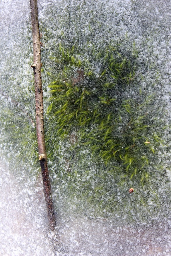 moss_stick_in_ice