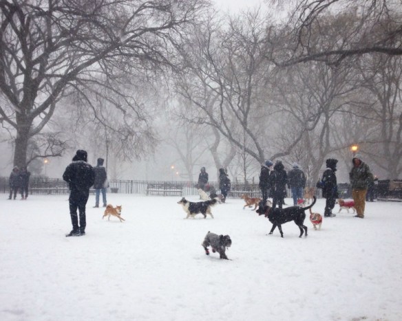 dog run in tompkins square park