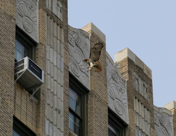 Dora at the Ageloff nest. Photo: Laura Goggin Photography