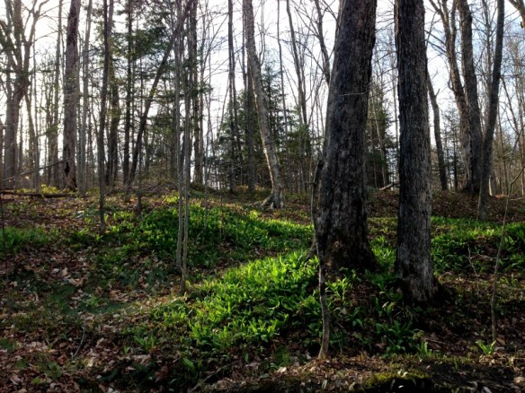 Ramps in a Vermont forest