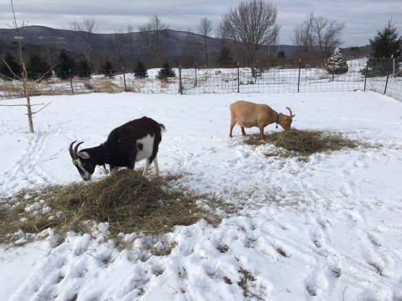 rsz_dairygoatswideshot